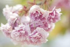 花２