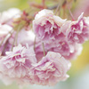 花２