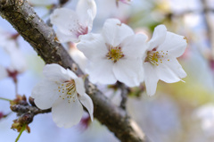 花8