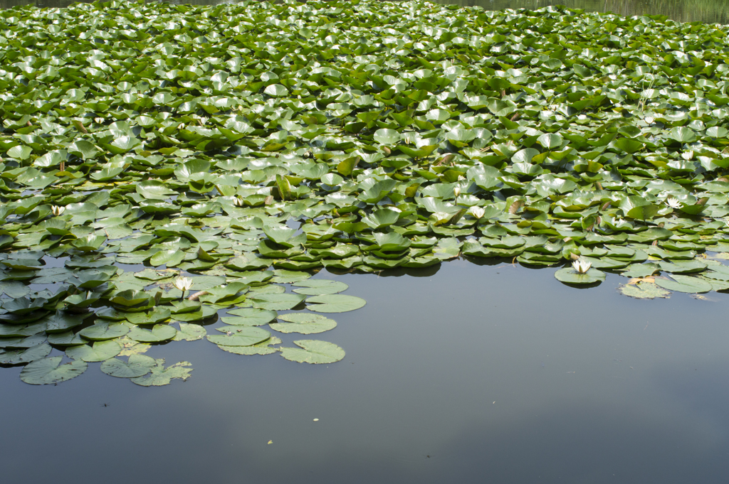 公園５