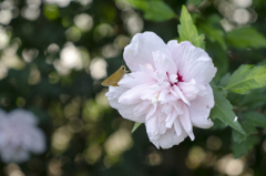 花３