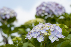 花５
