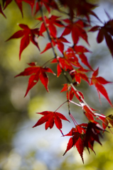 紅葉２３
