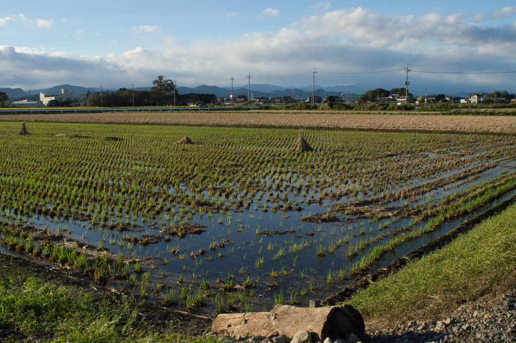 稲刈りの終わった田んぼ