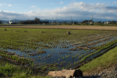 稲刈りの終わった田んぼ