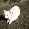 唐沢山の猫３