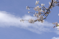 桜４