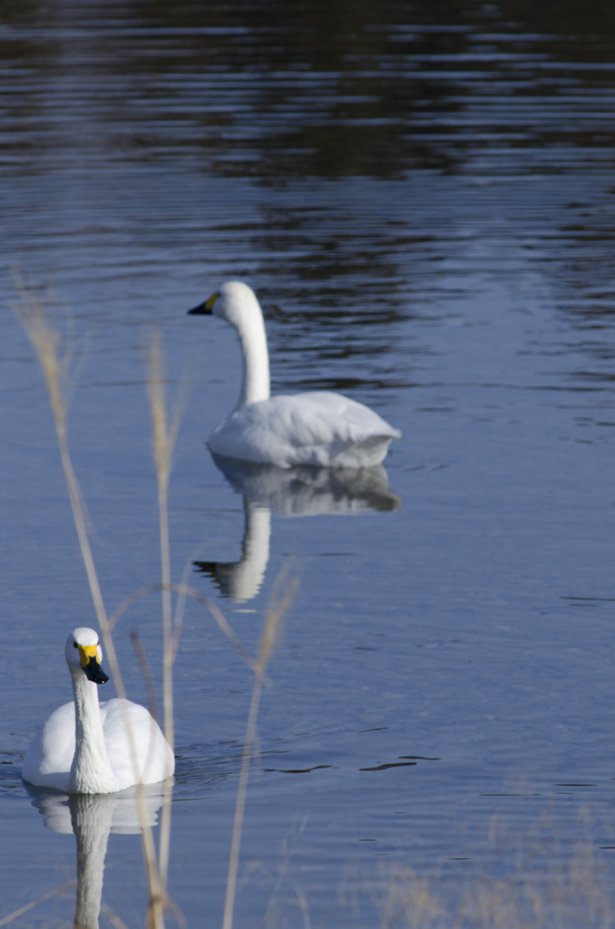 白鳥１７