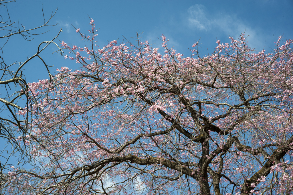 桜１５