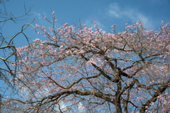 桜１５