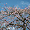 桜１５