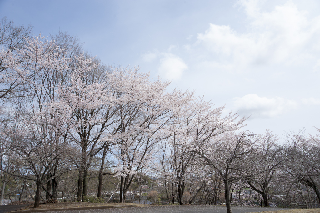 桜１５