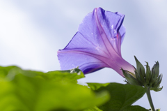 花５
