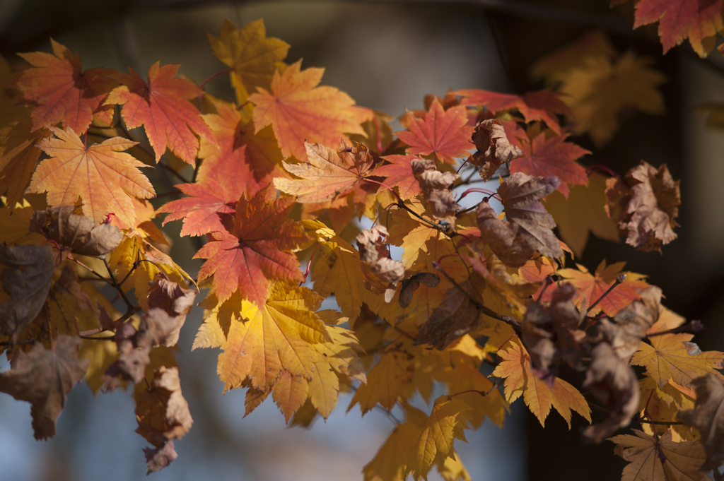 紅葉２２