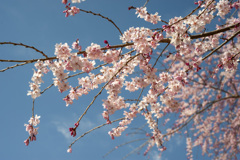 桜１１
