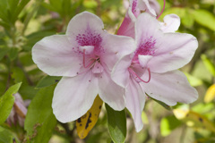 花７