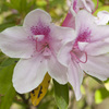 花７