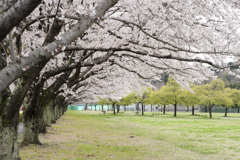 桜４