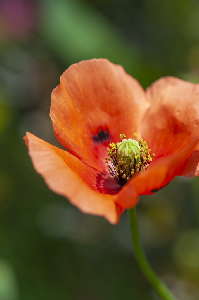 花8