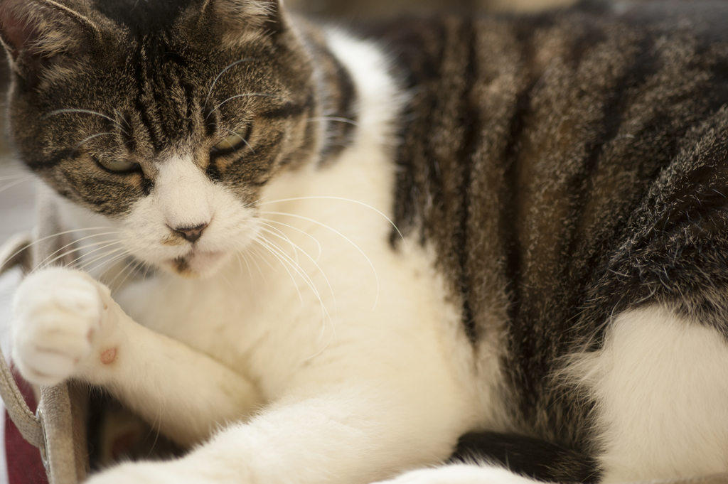 猫２