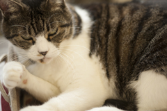 猫２