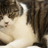 猫２