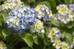 花２