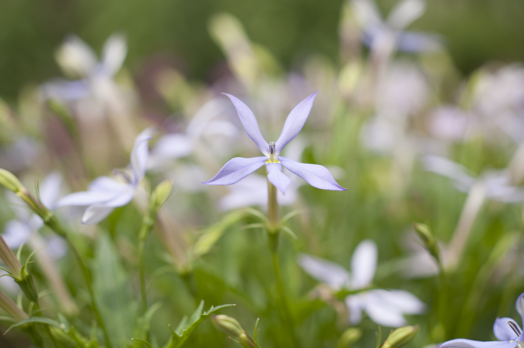 花１