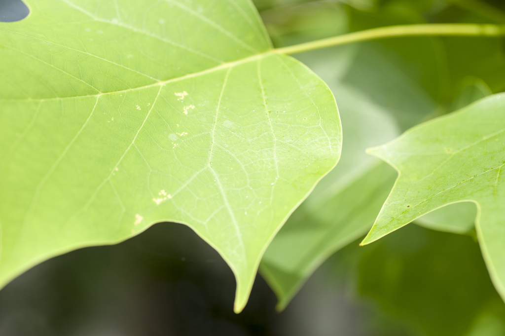 葉１
