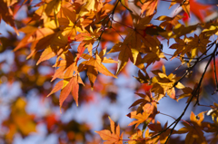紅葉９
