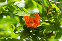 花４