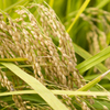 稲４
