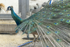 孔雀１