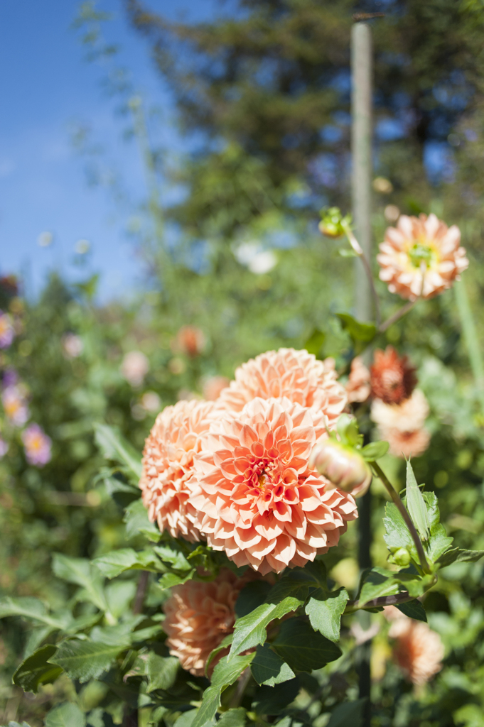 花３