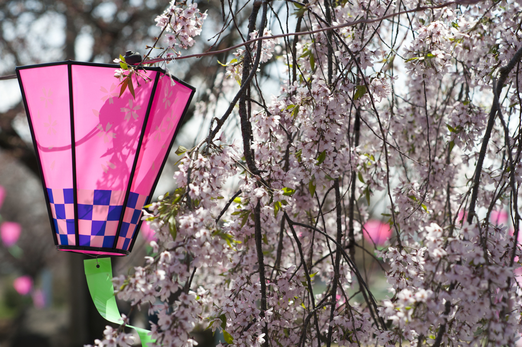 花祭り
