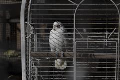 オウム