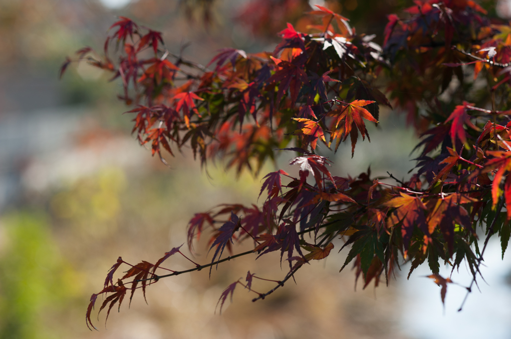 紅葉７