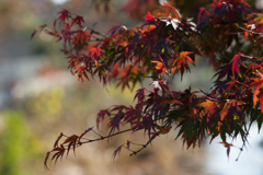 紅葉７