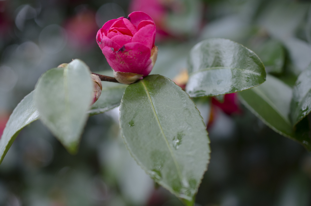 山茶花２