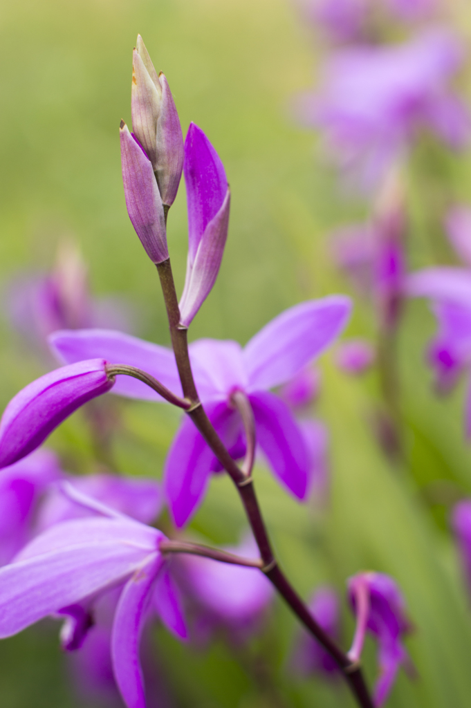 花１１