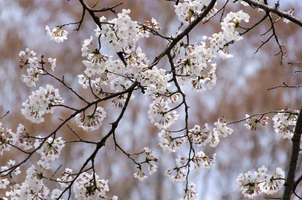 桜４