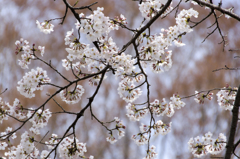 桜４