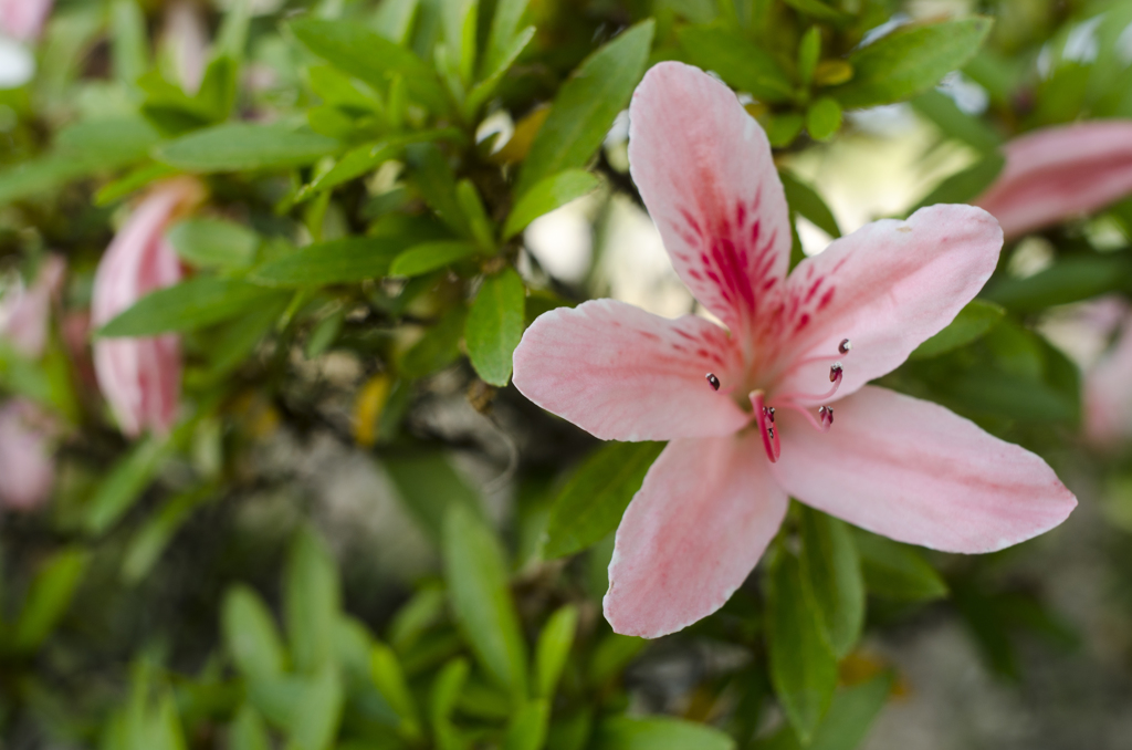 花１１