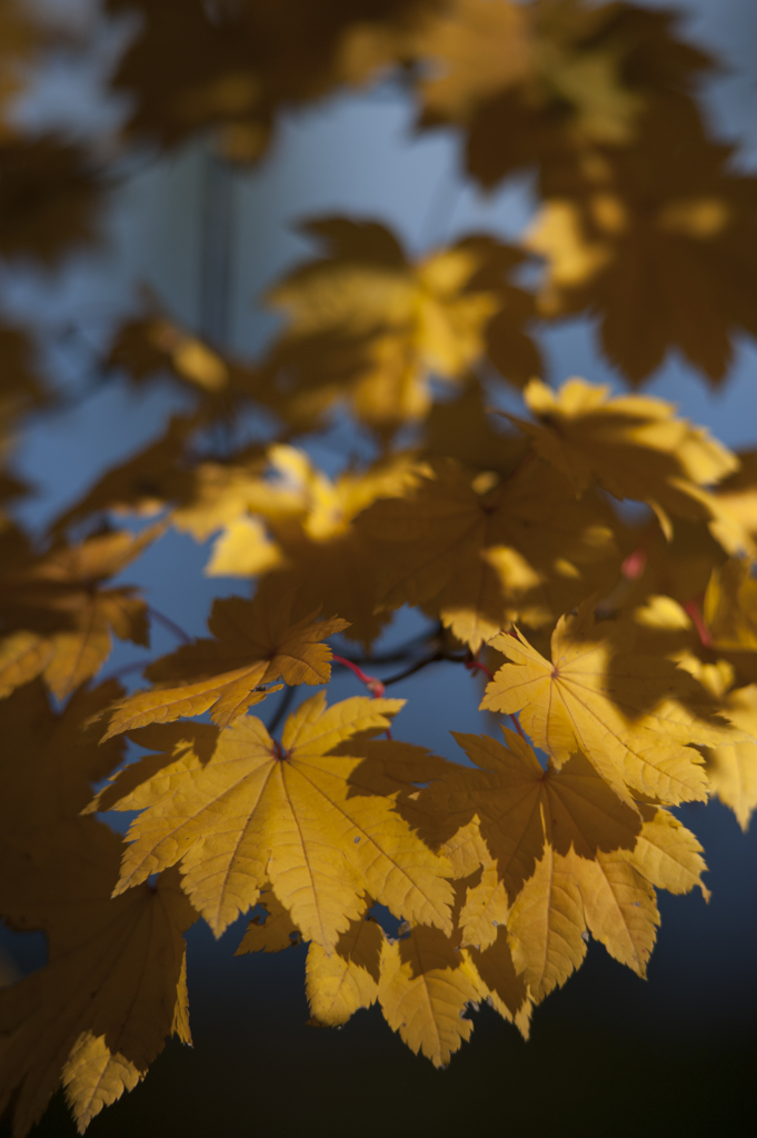 紅葉２６