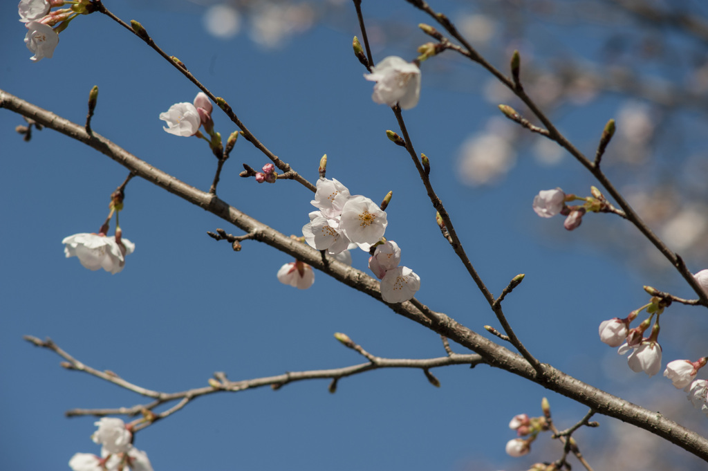 桜３