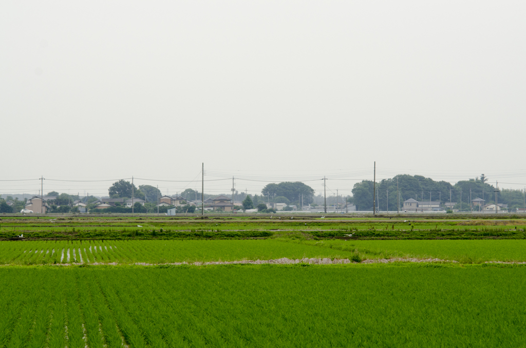 田んぼ５