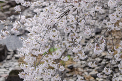 桜２