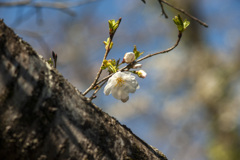 桜５