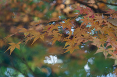 紅葉２５