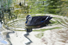 カモ５